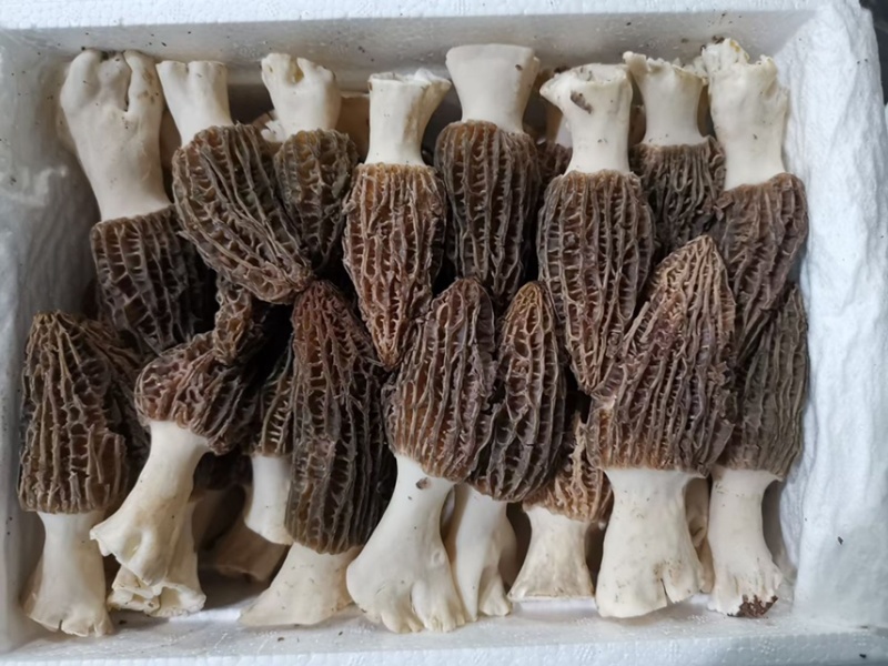 精品采摘，基地直发，质量保证，精品直销大量供货！！