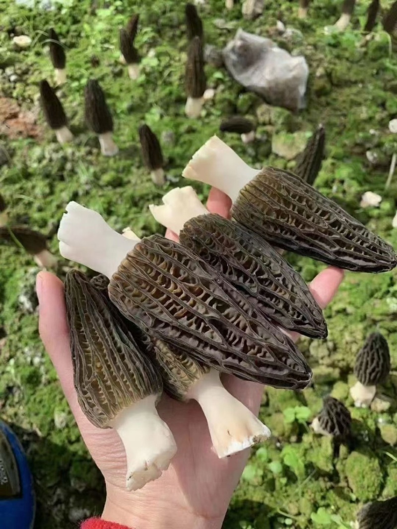 精品采摘，基地直发，质量保证，精品直销大量供货！！