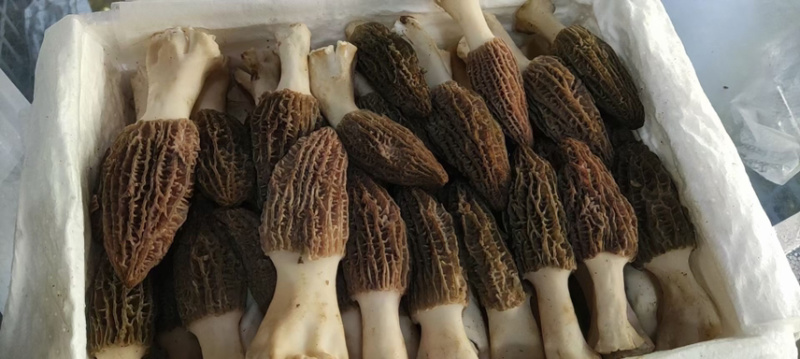 精品采摘，基地直发，质量保证，精品直销大量供货！！