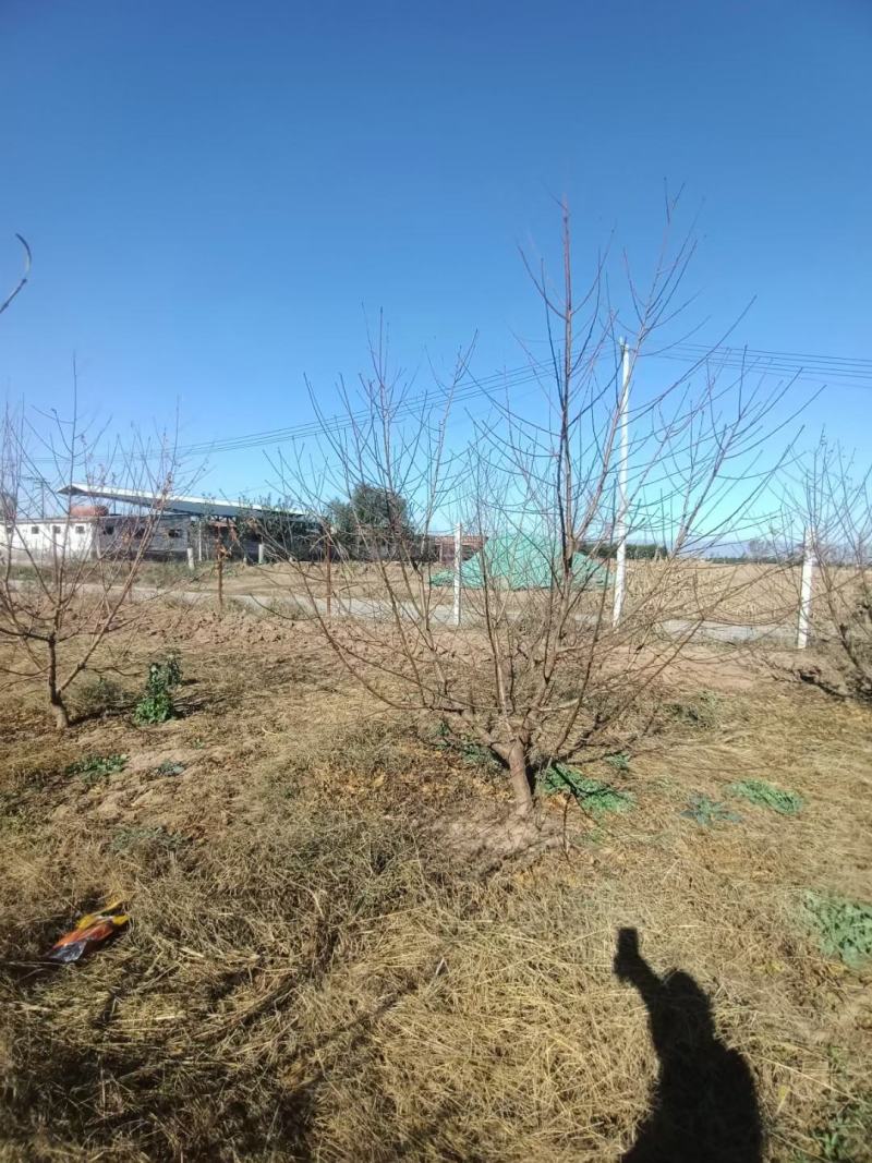 山西运城供应优质精品三公分五公分八公分杜梨树