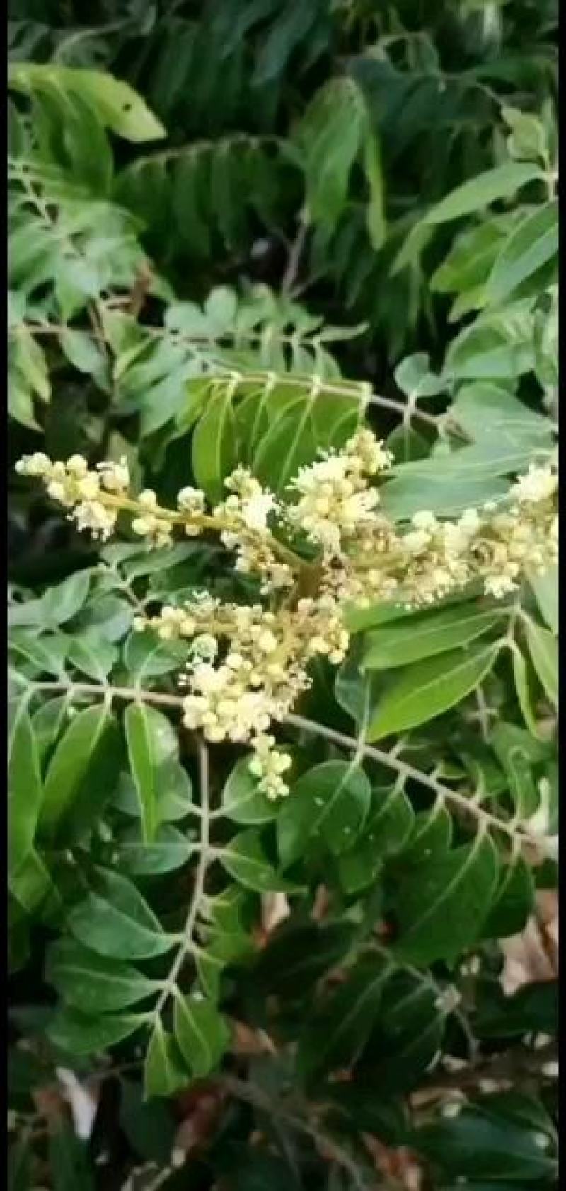 龙眼苗四季龙眼苗石硖龙眼苗储良龙眼苗欢迎实地考察