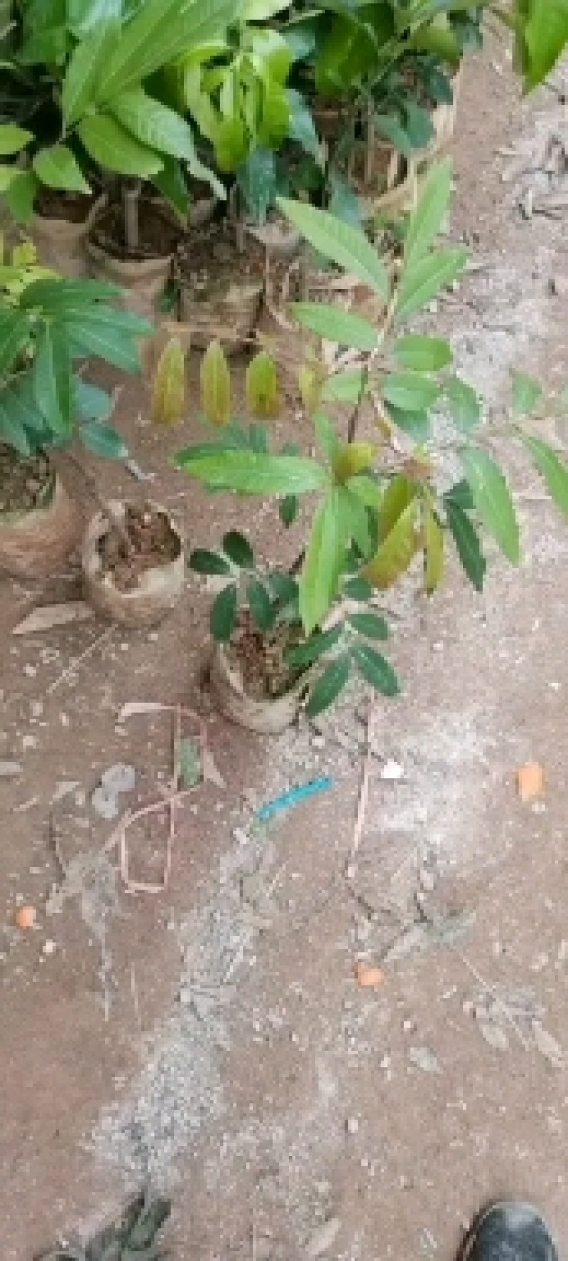 龙眼苗四季龙眼苗石硖龙眼苗储良龙眼苗欢迎实地考察