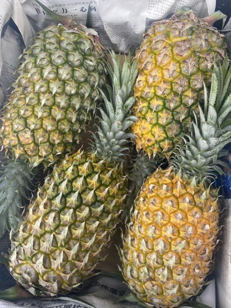 【优选】广东湛江菠萝🍍大量上市质量达标需要来电