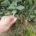 广东四季香水柠檬苗，香气更浓皮薄无籽无苦味