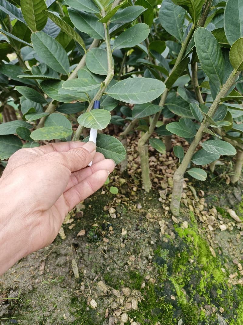 广东四季香水柠檬苗，香气更浓皮薄无籽无苦味