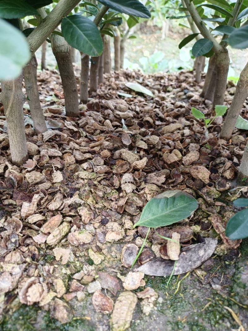 广东四季香水柠檬苗，香气更浓皮薄无籽无苦味