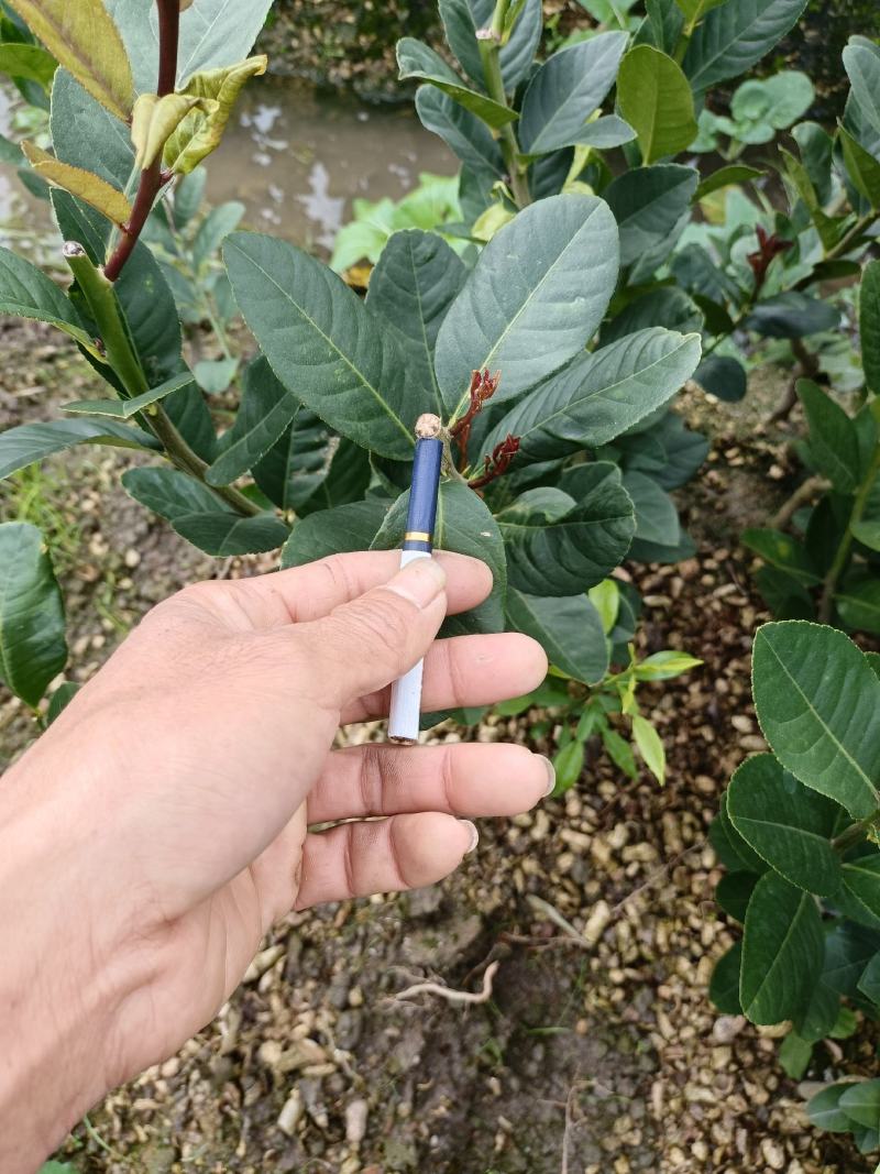 广东四季香水柠檬苗，香气更浓皮薄无籽无苦味