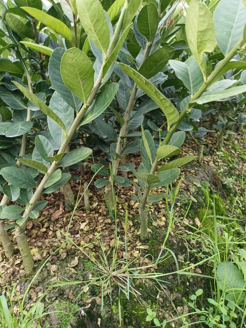 广东四季香水柠檬苗，香气更浓皮薄无籽无苦味