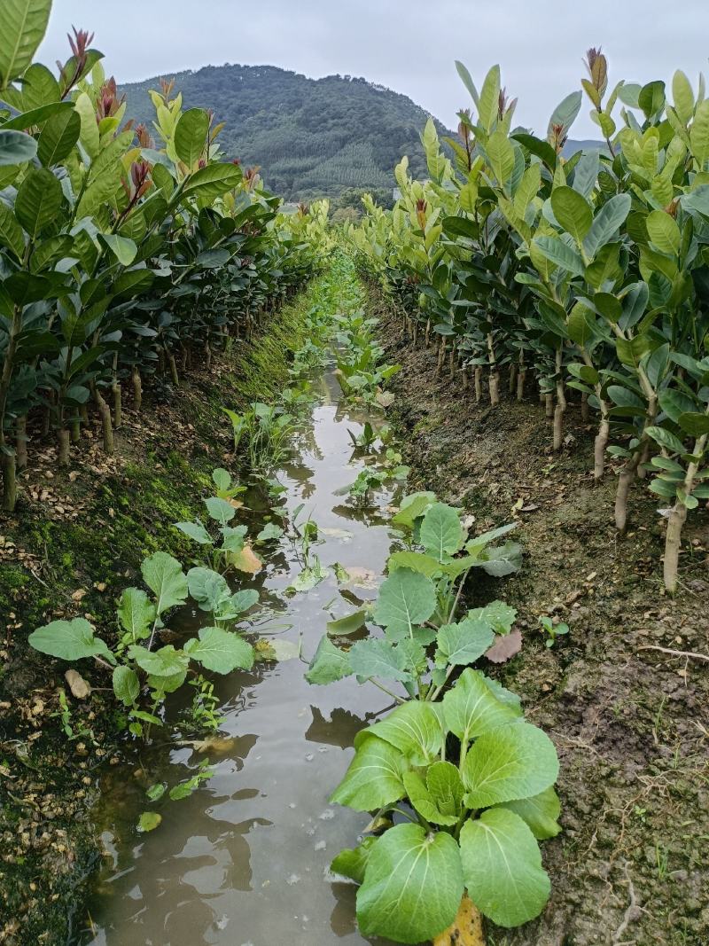 广东四季香水柠檬苗，香气更浓皮薄无籽无苦味