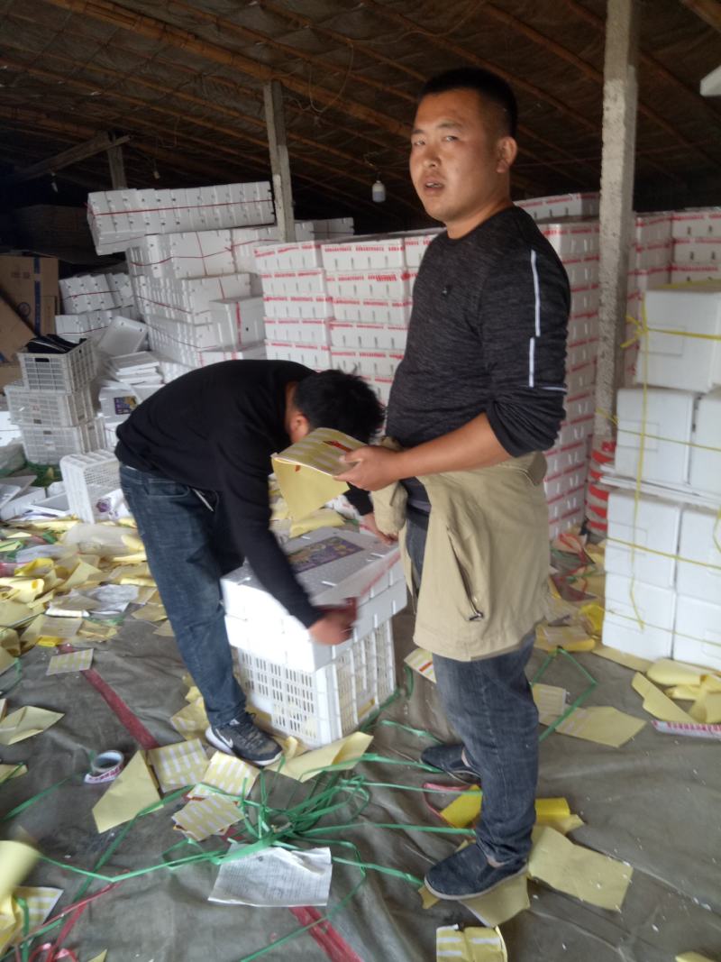 羊角蜜甜瓜0.5斤以上，产地直供，一手货源充足，先品尝