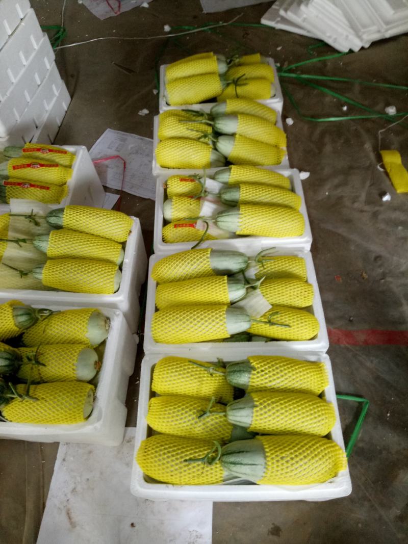 羊角蜜甜瓜0.5斤以上，产地直供，一手货源充足，先品尝