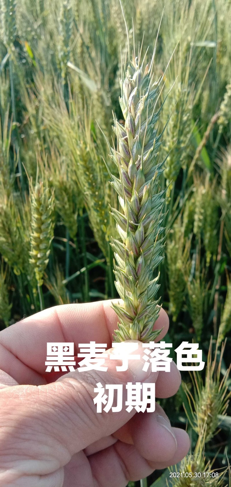 富硒黑麦面条含有钙铁锌硒，矿物质，膳食纤维，花青素等