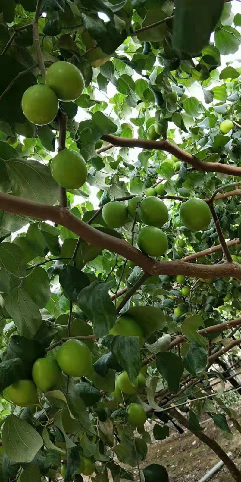 台农一号特级牛奶大青枣