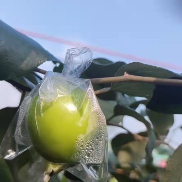 台农一号特级牛奶大青枣