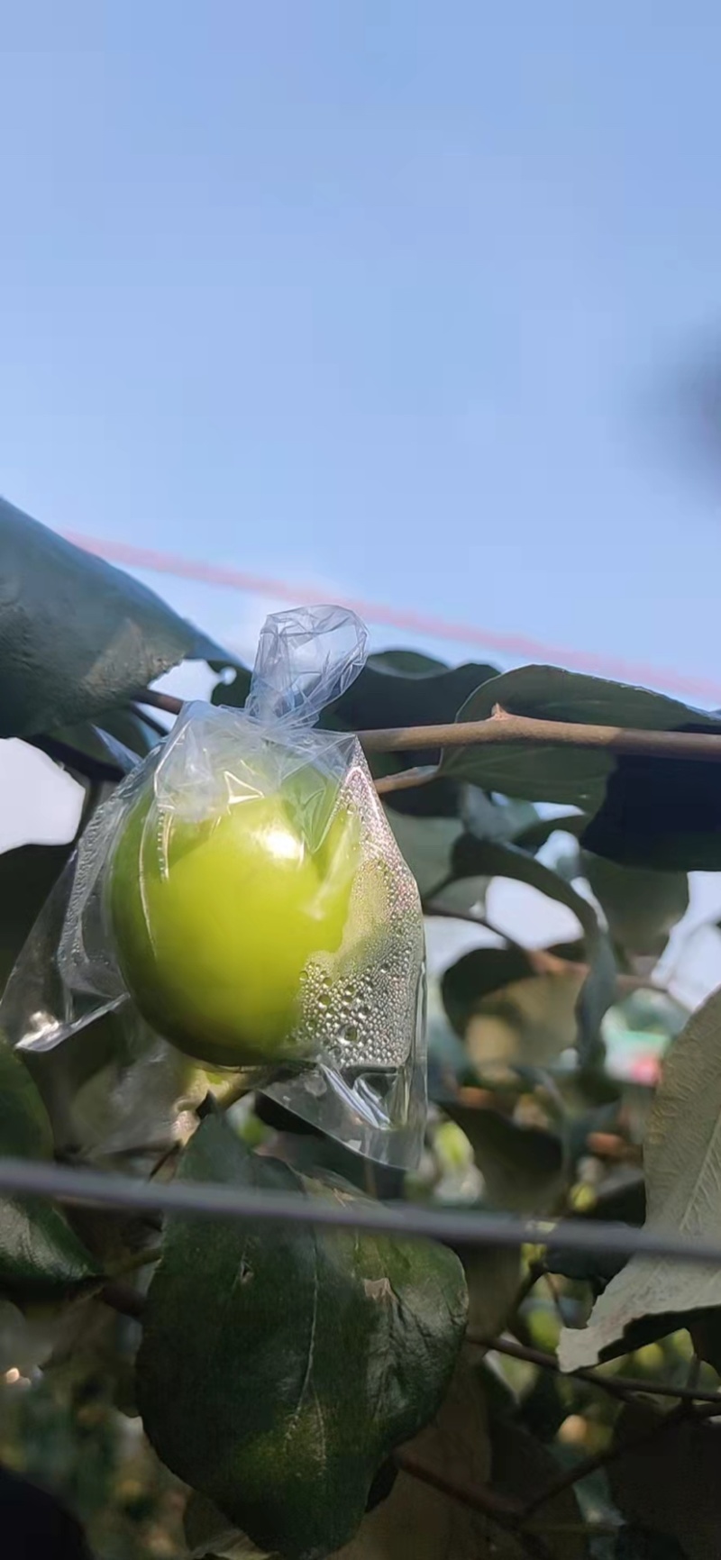 台农一号特级牛奶大青枣