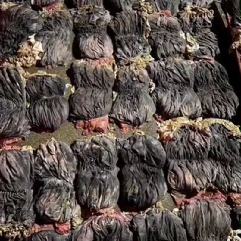 纯鲜毛肚鲜百叶屠宰出来的有泡水干货只卖给商用懂货懂行的来