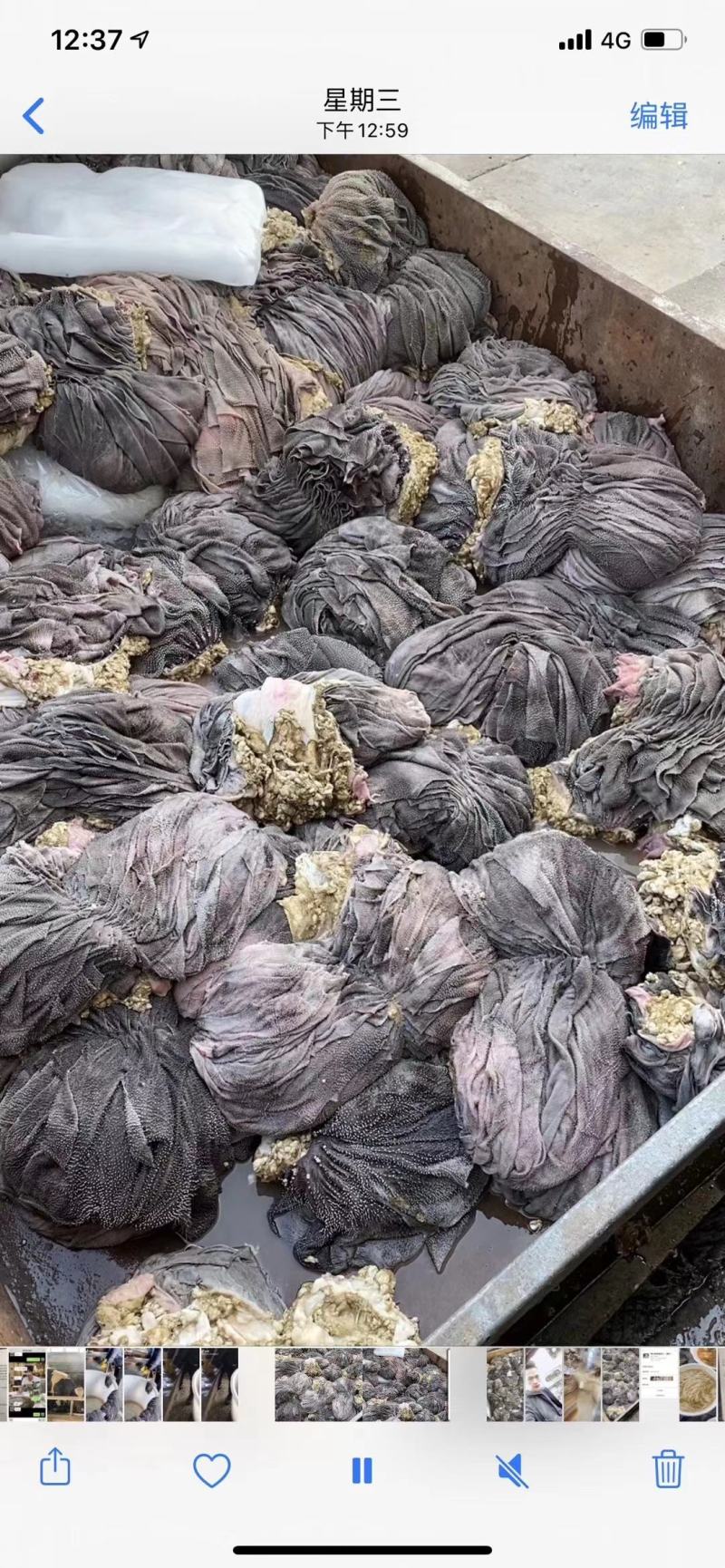 纯鲜毛肚鲜百叶屠宰出来的有泡水干货只卖给商用懂货懂行的来