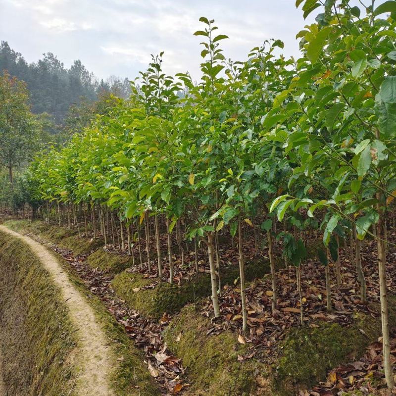 基地供应3公分乐昌含笑，深山含笑，大小规格齐全