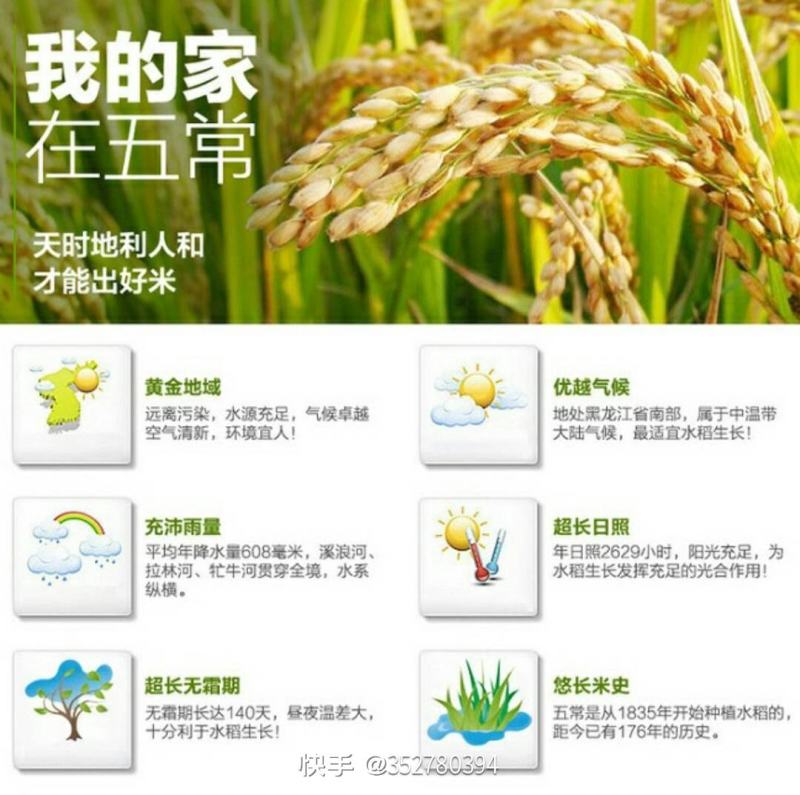 自产自销五常英双水稻种植专业合作社五常基地核心稻花香大米