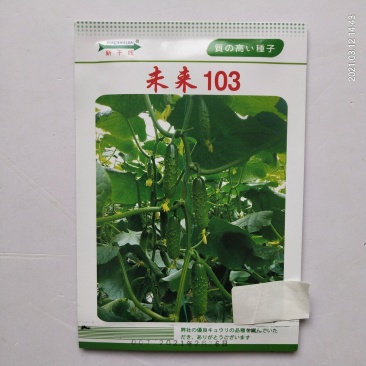 未来103水果黄瓜种子强磁7108品种种子
