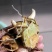 黄精种茎，安多花黄精，安化黄精，鲜黄精，黄精种茎苗
