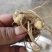 黄精种茎，安多花黄精，安化黄精，鲜黄精，黄精种茎苗