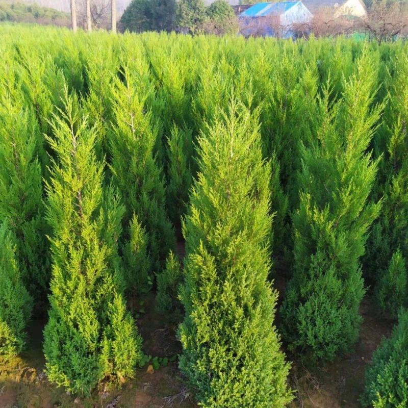 求购蜀桧150000株