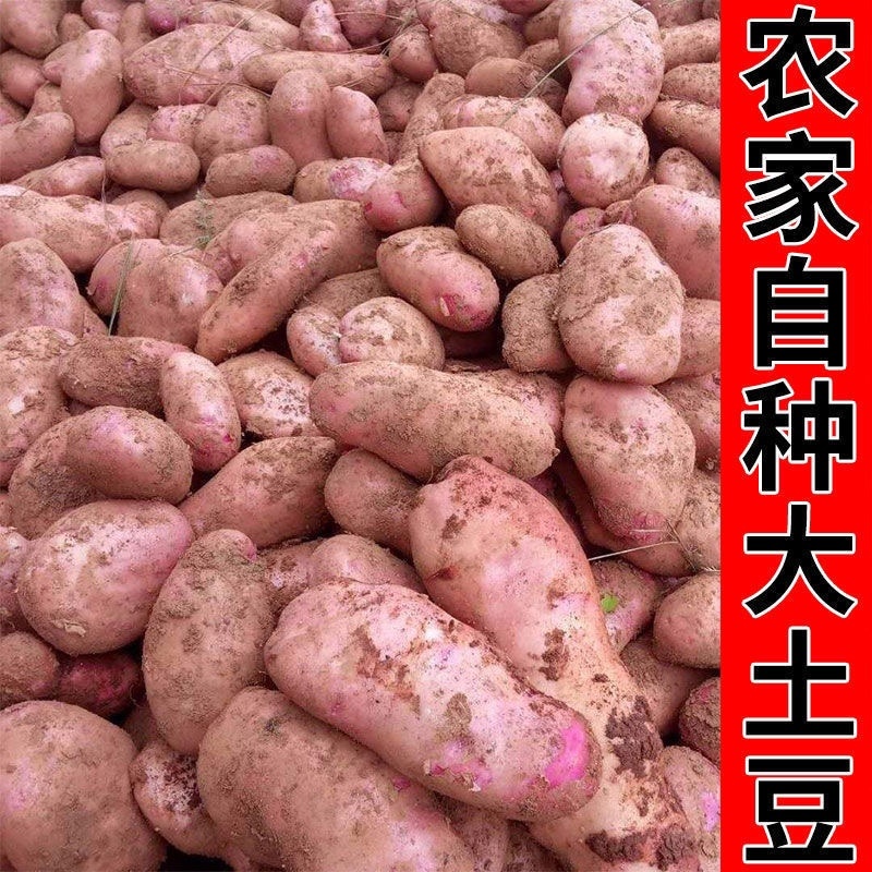 宁夏固原精品土豆青薯9号，基地直发，个头均匀，万斤批发