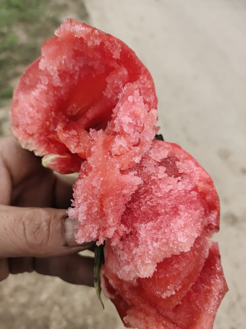 自家种植普罗旺斯西红柿