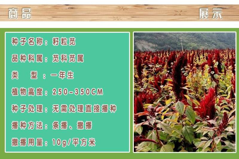 美国进口籽粒苋种子优质牧草高蛋白产量高易种植