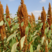 美国进口籽粒苋种子优质牧草高蛋白产量高易种植