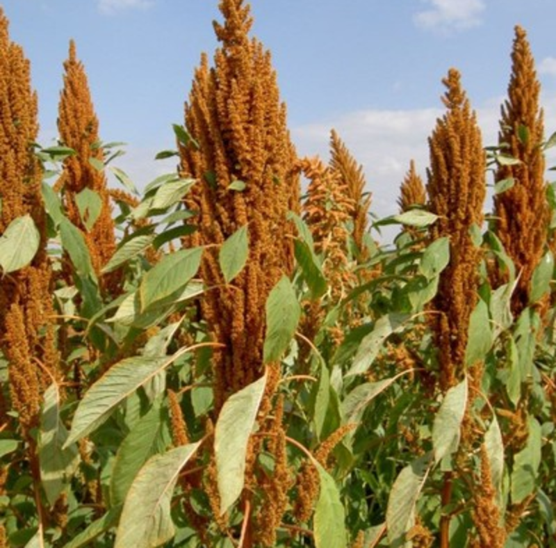 美国进口籽粒苋种子优质牧草高蛋白产量高易种植