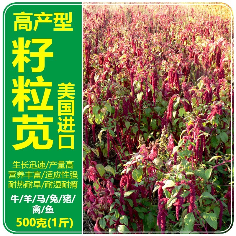 美国进口籽粒苋种子优质牧草高蛋白产量高易种植