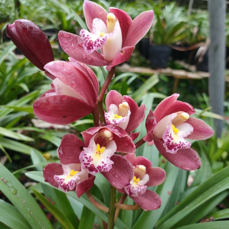 广州兰花绿植墨兰传统老品种红宝石带花箭花色喜庆花香花期长