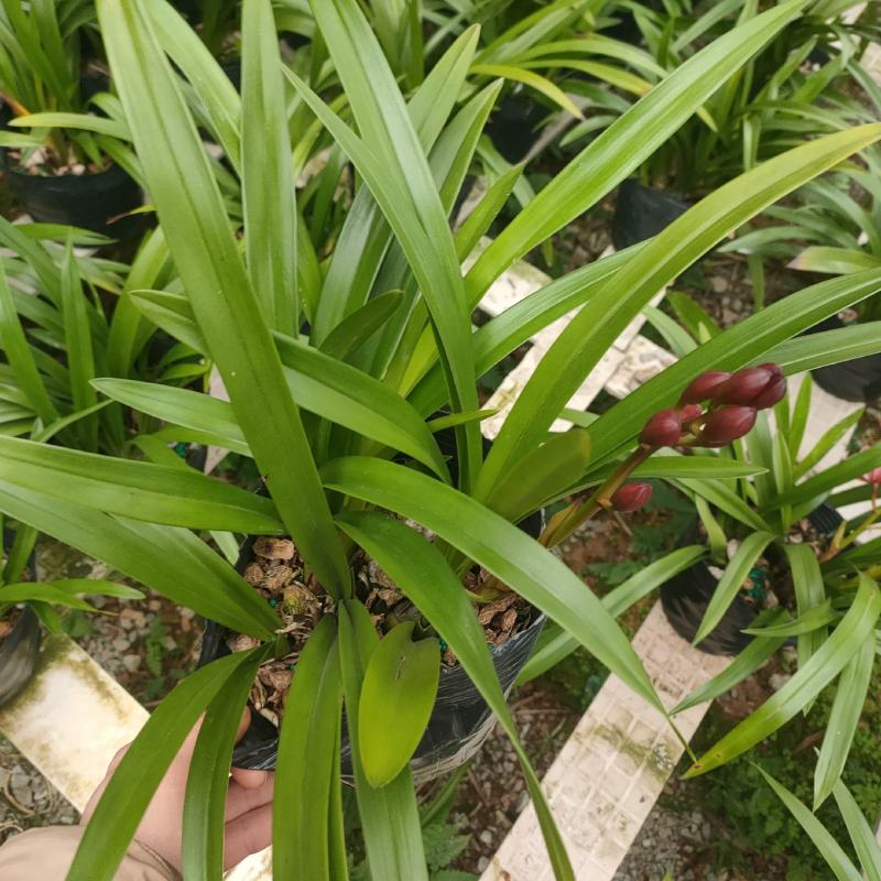 广州兰花绿植墨兰传统老品种红宝石带花箭花色喜庆花香花期长