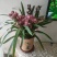 广州兰花绿植墨兰传统老品种红宝石带花箭花色喜庆花香花期长