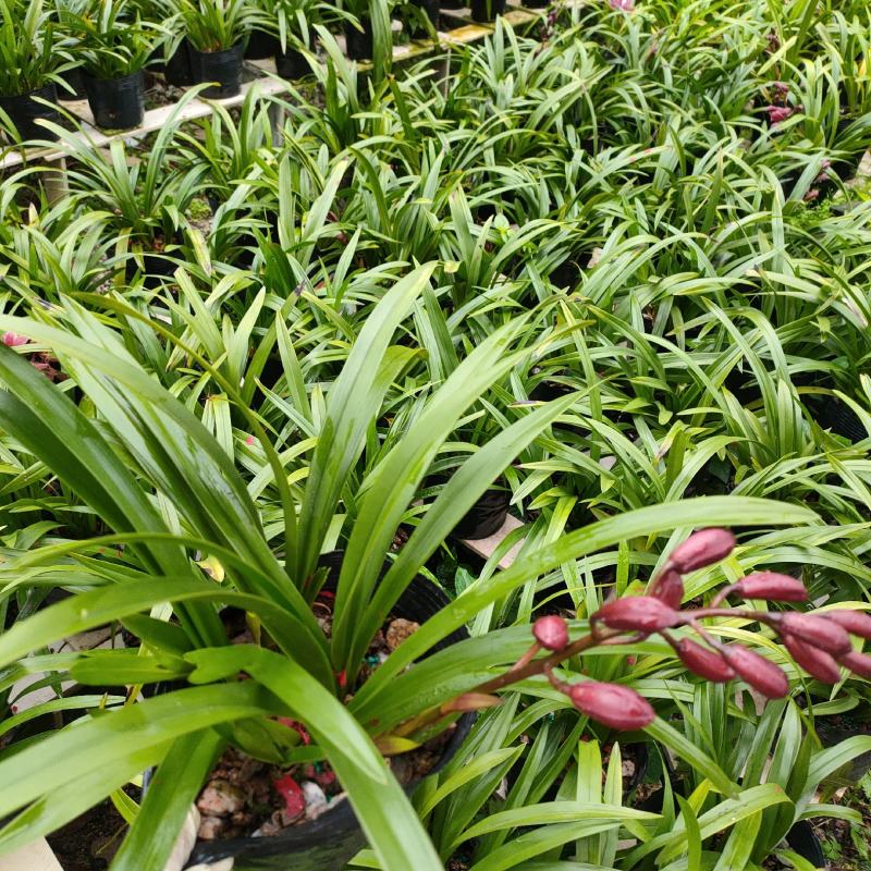 广州兰花绿植墨兰传统老品种红宝石带花箭花色喜庆花香花期长