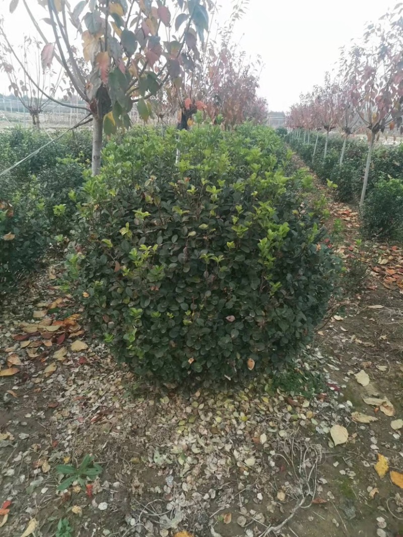 卫矛球规格1.5米卫矛球质量如图欢迎选购
