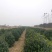 卫矛球规格1.5米卫矛球质量如图欢迎选购