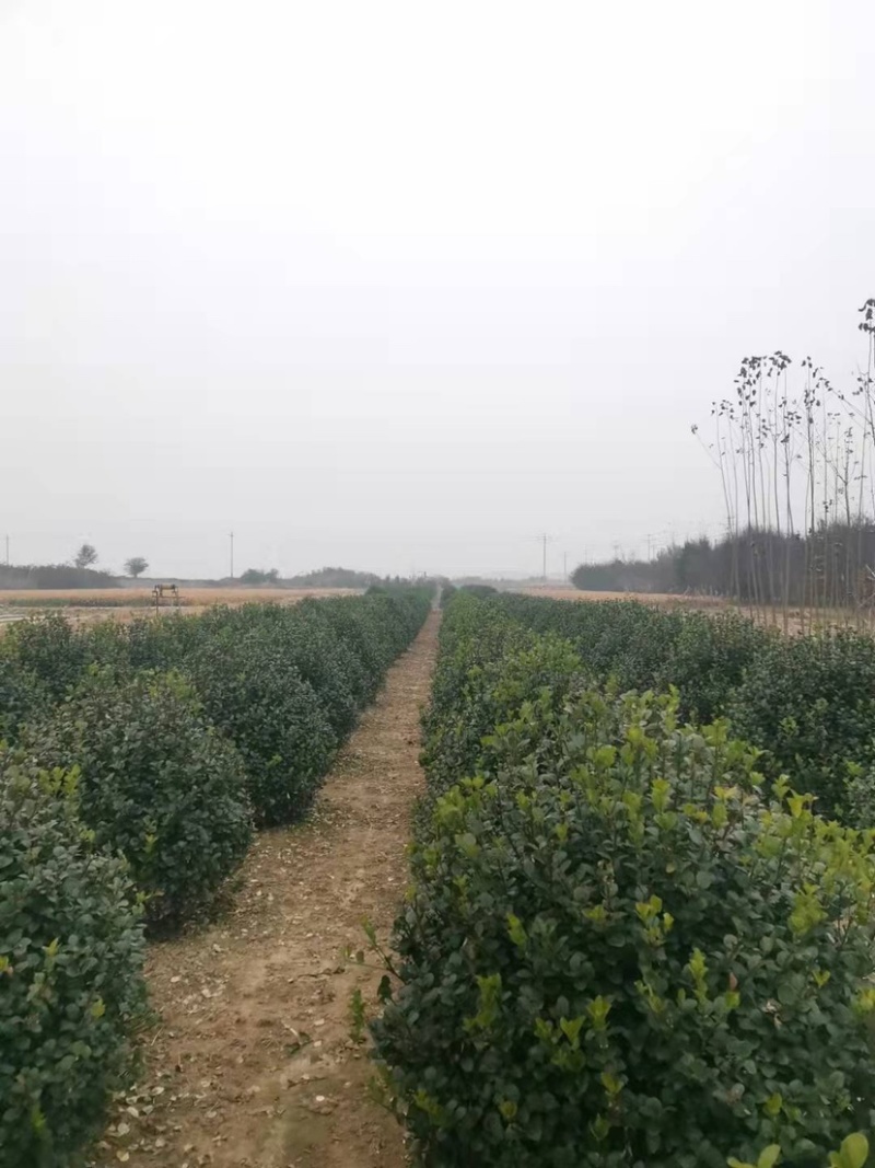 卫矛球规格1.5米卫矛球质量如图欢迎选购