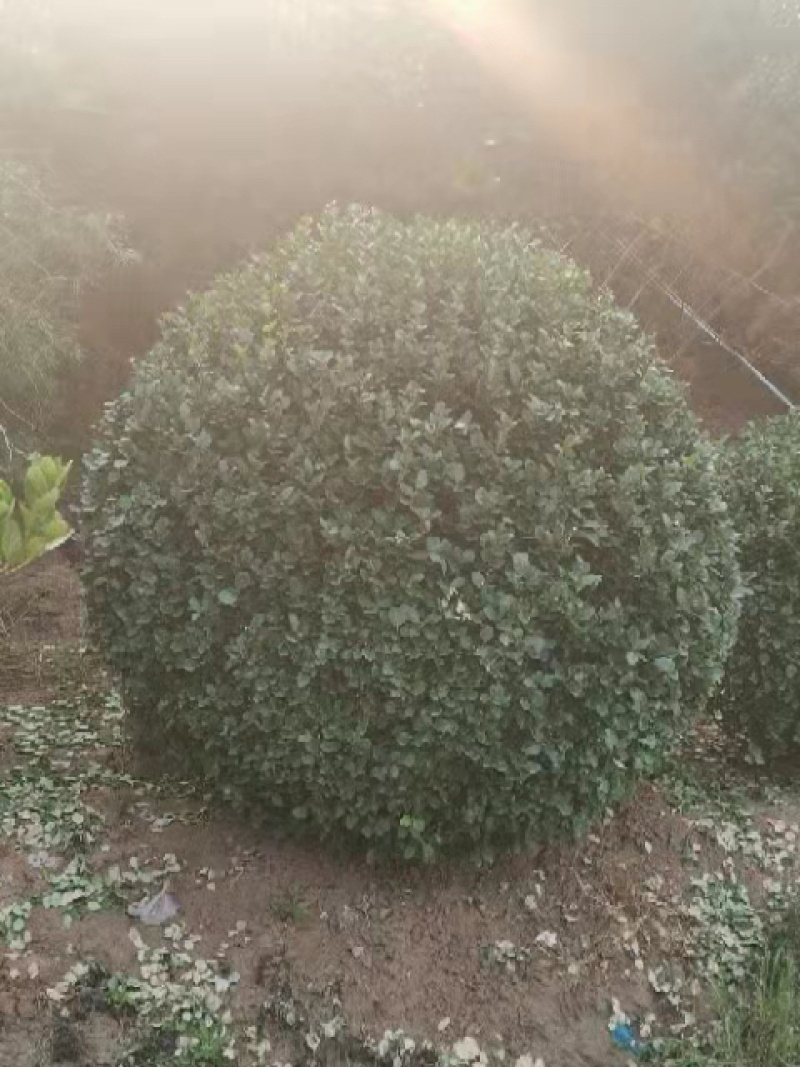卫矛球规格1.5米卫矛球质量如图欢迎选购