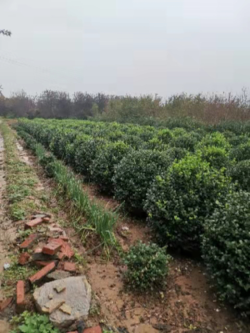 卫矛球规格1.5米卫矛球质量如图欢迎选购