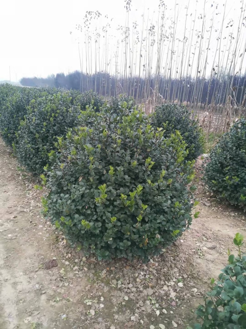 卫矛球规格1.5米卫矛球质量如图欢迎选购
