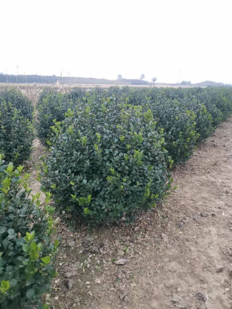 卫矛球规格1.5米卫矛球质量如图欢迎选购