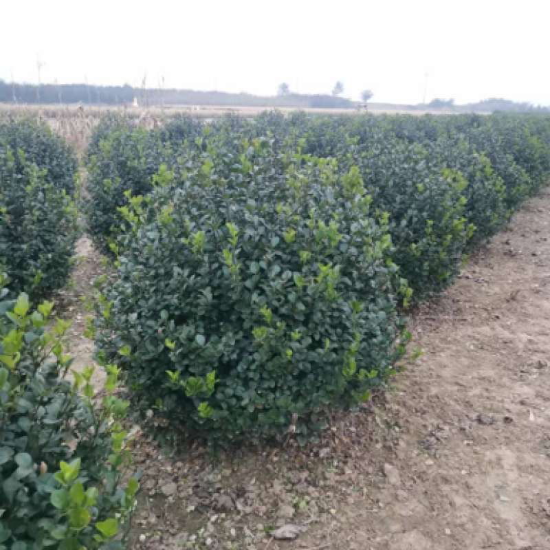 卫矛球规格1.5米卫矛球质量如图欢迎选购