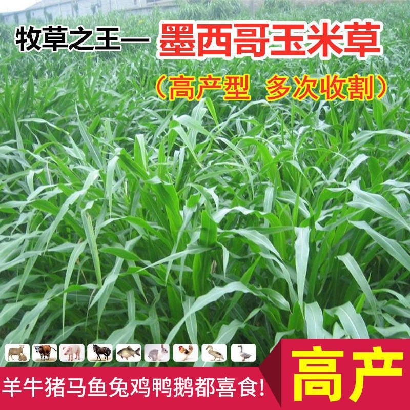 墨西哥玉米草种子大叶高产再生长四季易种牧草养殖猪牛羊兔鸡