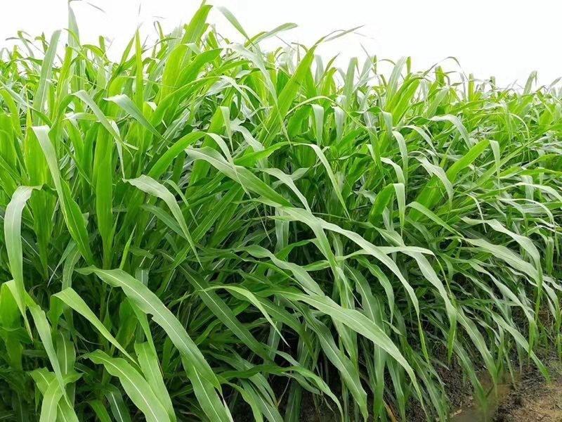 墨西哥玉米草种子大叶高产再生长四季易种牧草养殖猪牛羊兔鸡