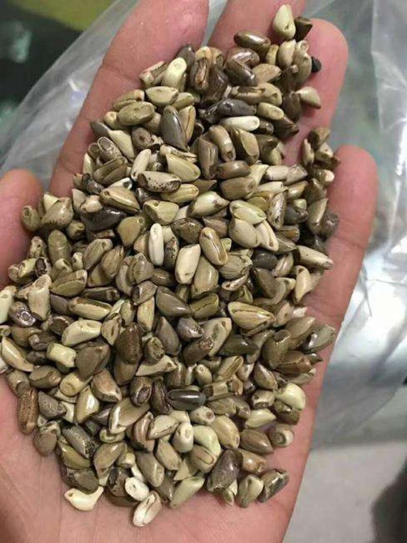 墨西哥玉米草种子大叶高产再生长四季易种牧草养殖猪牛羊兔鸡