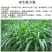 墨西哥玉米草种子大叶高产再生长四季易种牧草养殖猪牛羊兔鸡