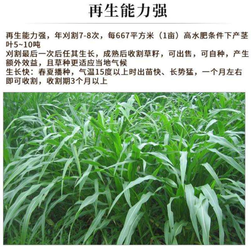 墨西哥玉米草种子大叶高产再生长四季易种牧草养殖猪牛羊兔鸡